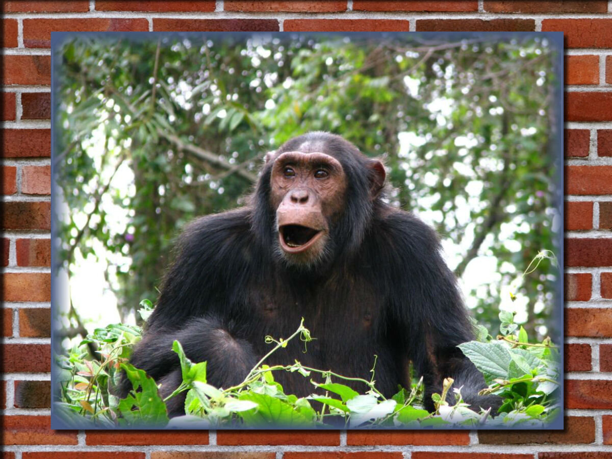 Шимпанзе точно так же, как и люди, начинают зевать, если возле них начнет зевать кто-то еще.