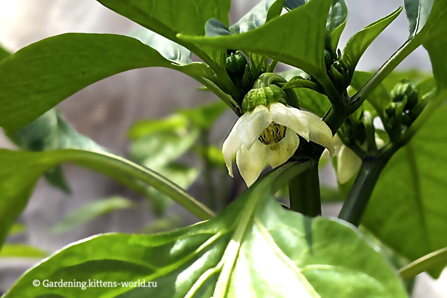 Цветок перца