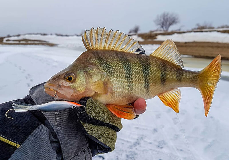 Поимка крупного окуня это приятная удача. 