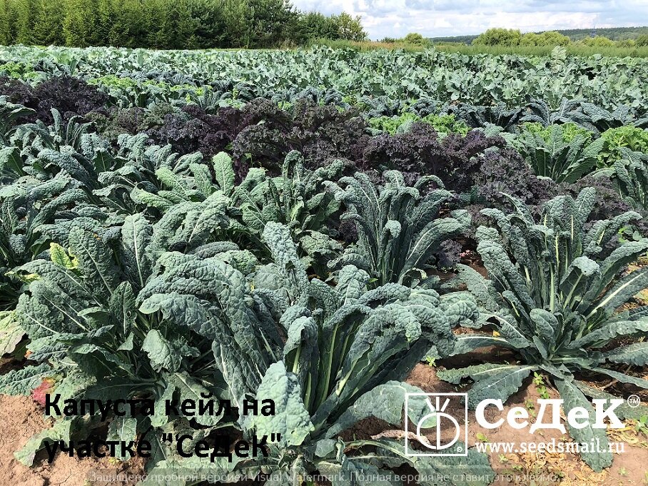Капуста кейл на опытном участке компании "СеДеК"