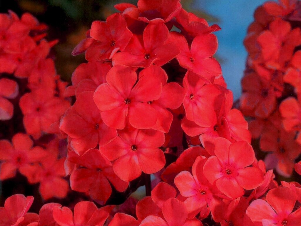 Флокс старфайер. Флокс метельчатый Старфайер. Phlox paniculata Starfire.