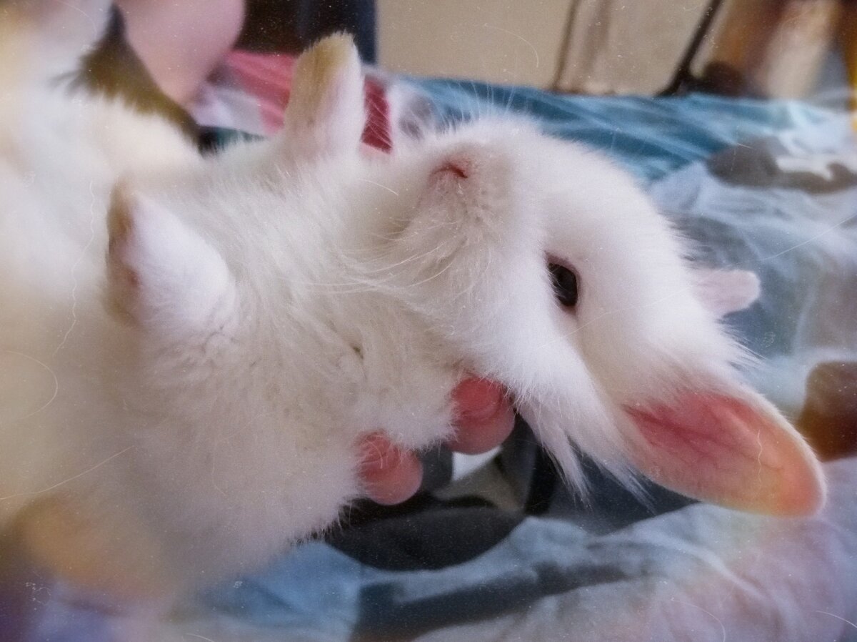 Мой декоративный кролик Олег