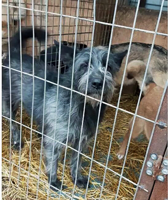 Дэкстер. Сидел несколько месяцев почти без движения