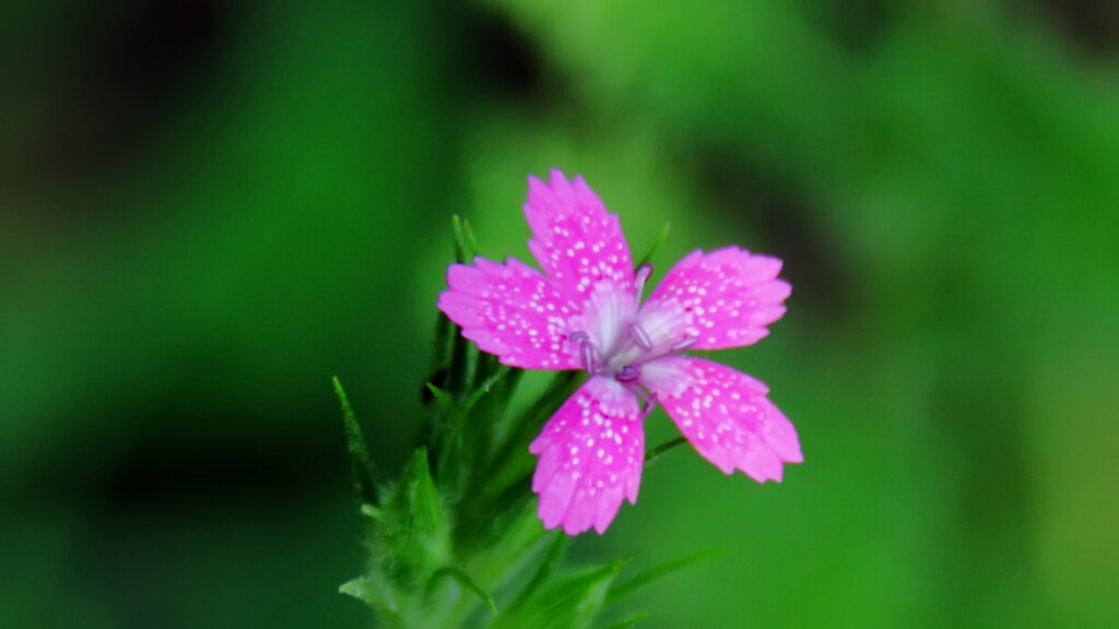 Где наше внимание, там энергия. 