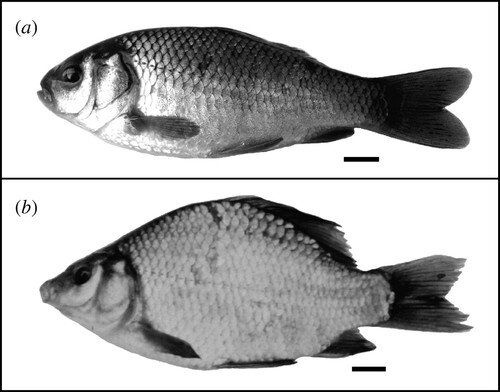 Рисунок 1 Карась ( Carassius carassius ) из прудов с хищниками и без них (щука, Esox lucius ) демонстрирует различные формы тела. ( а ) морф с неглубоким телом из пруда без хищников и ( б ) морф с глубоким телом из пруда с хищниками. Шкала баров, 10 мм.Скачать рисунок
Открыть в новой вкладке
Скачать PowerPoint