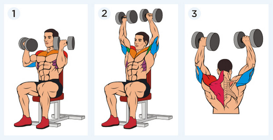 Как тренировать дельты с гантелями.