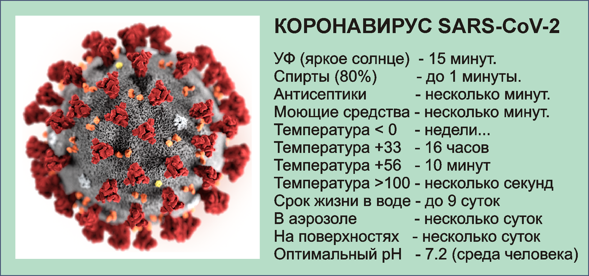 Сроки жизни коронавируса SARS‑CoV‑2 в открытой среде.