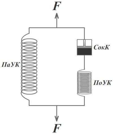 СокК – сократительный демпфирующий компонент (обладает вязкостью) – миофибриллы и мышечное волокно в целом. 
ПаУК – параллельный упругий компонент – волокна соединительной ткани окружающие мышечное волокно.
ПоУК – последовательный упругий компонент – волокна соединительной ткани между концами мышечного волокна и сухожилием мышцы.
