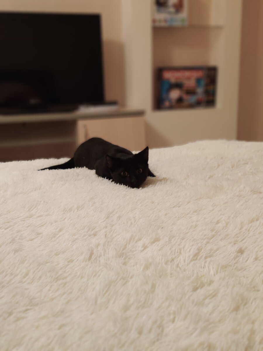 Мое черное чудо 