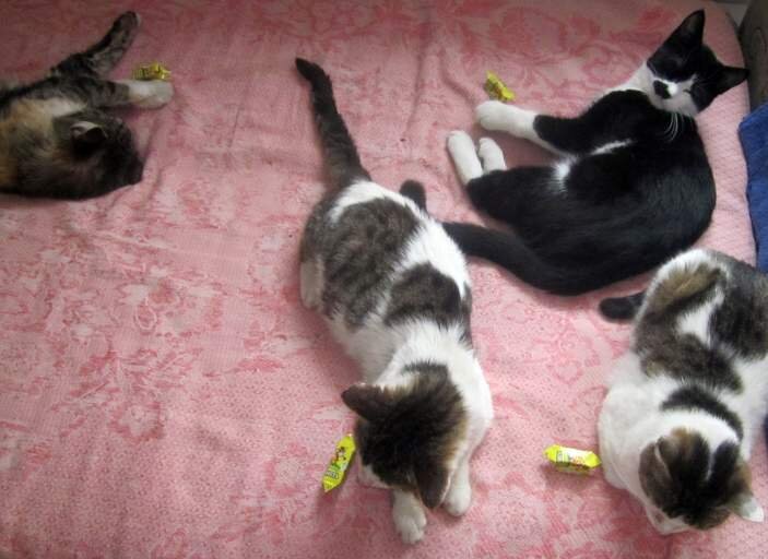 Собственное фото автора 