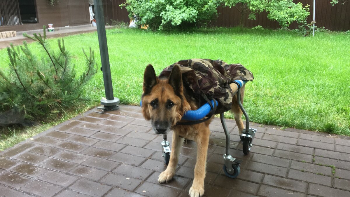 Дождливый день, но прогулка по расписанию 