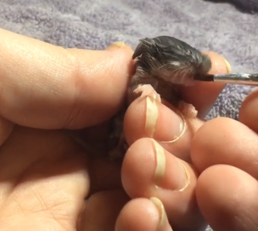 Так проходит кормление грызуна.