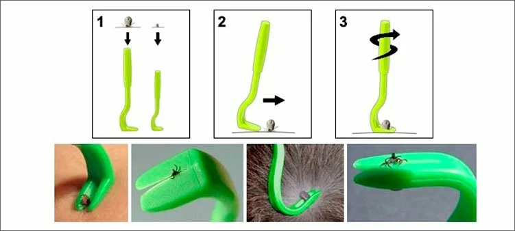 Клещедерка