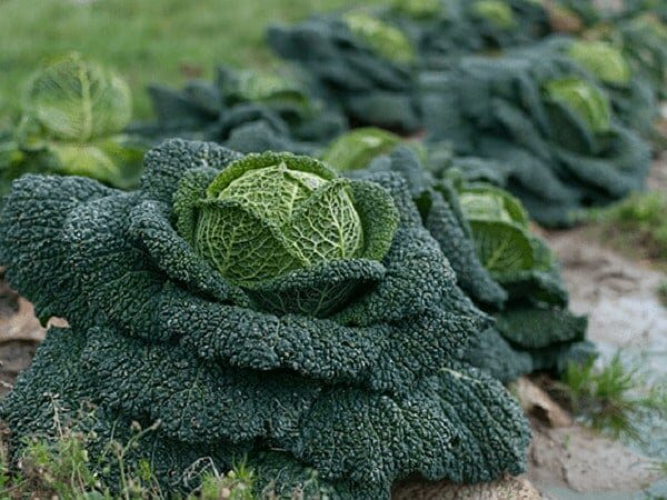 Фото: чудогрядка.рф