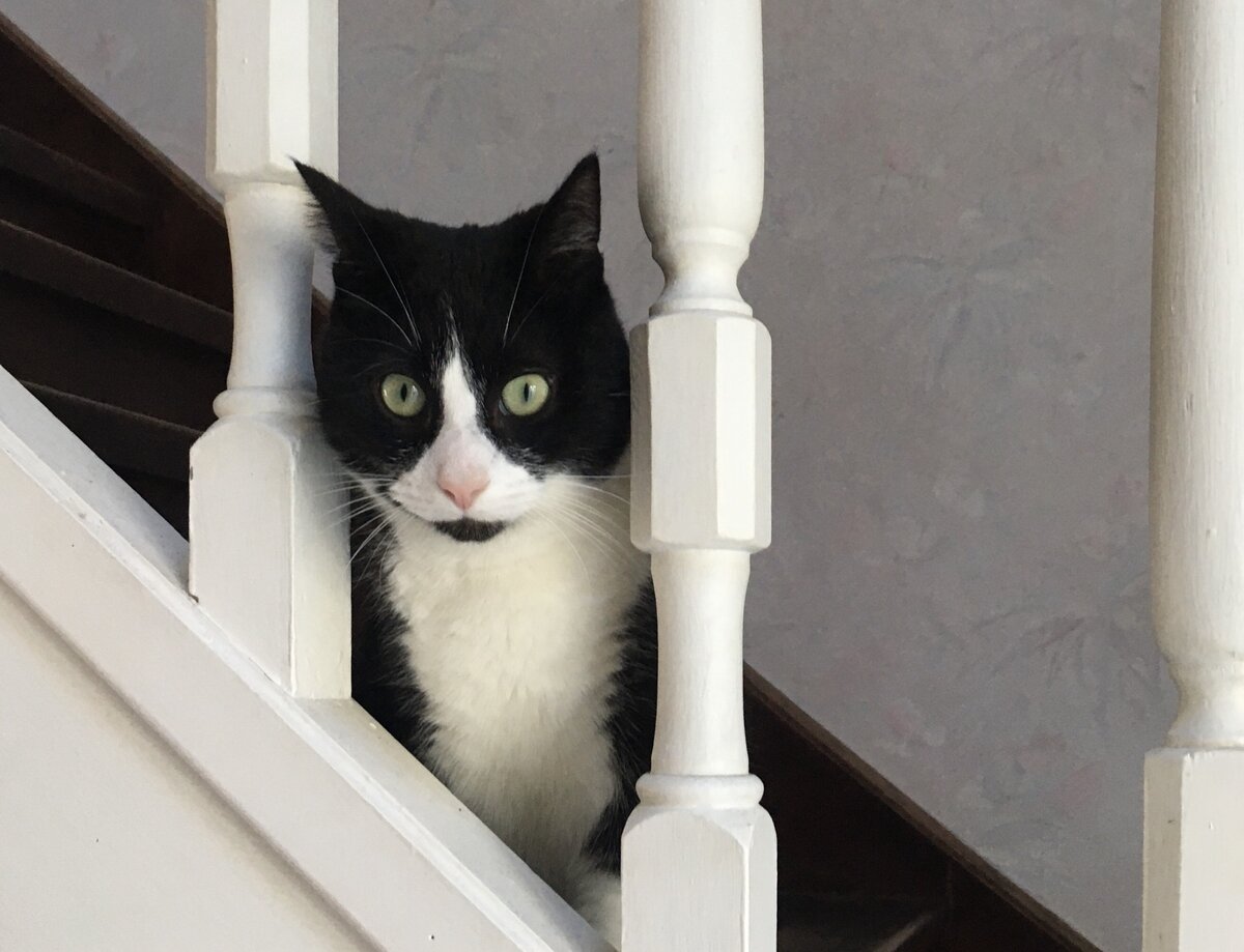 На фото наш абсолютно здоровый котик Бонифаций. Он тоже раньше был бездомный. 