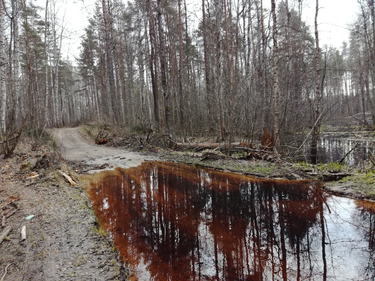 Дорога по лесу. Лесное озеро
