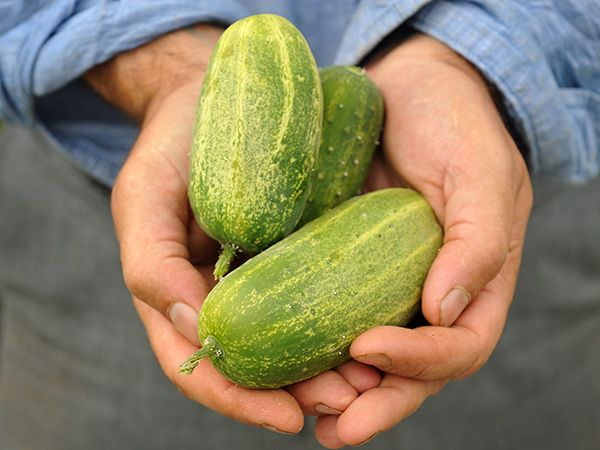 Фото: https://www.rareseeds.com