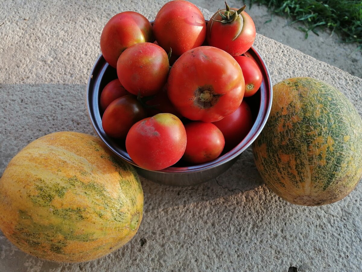 Каждый день собираем вот такой урожай в своём доме на Кубани