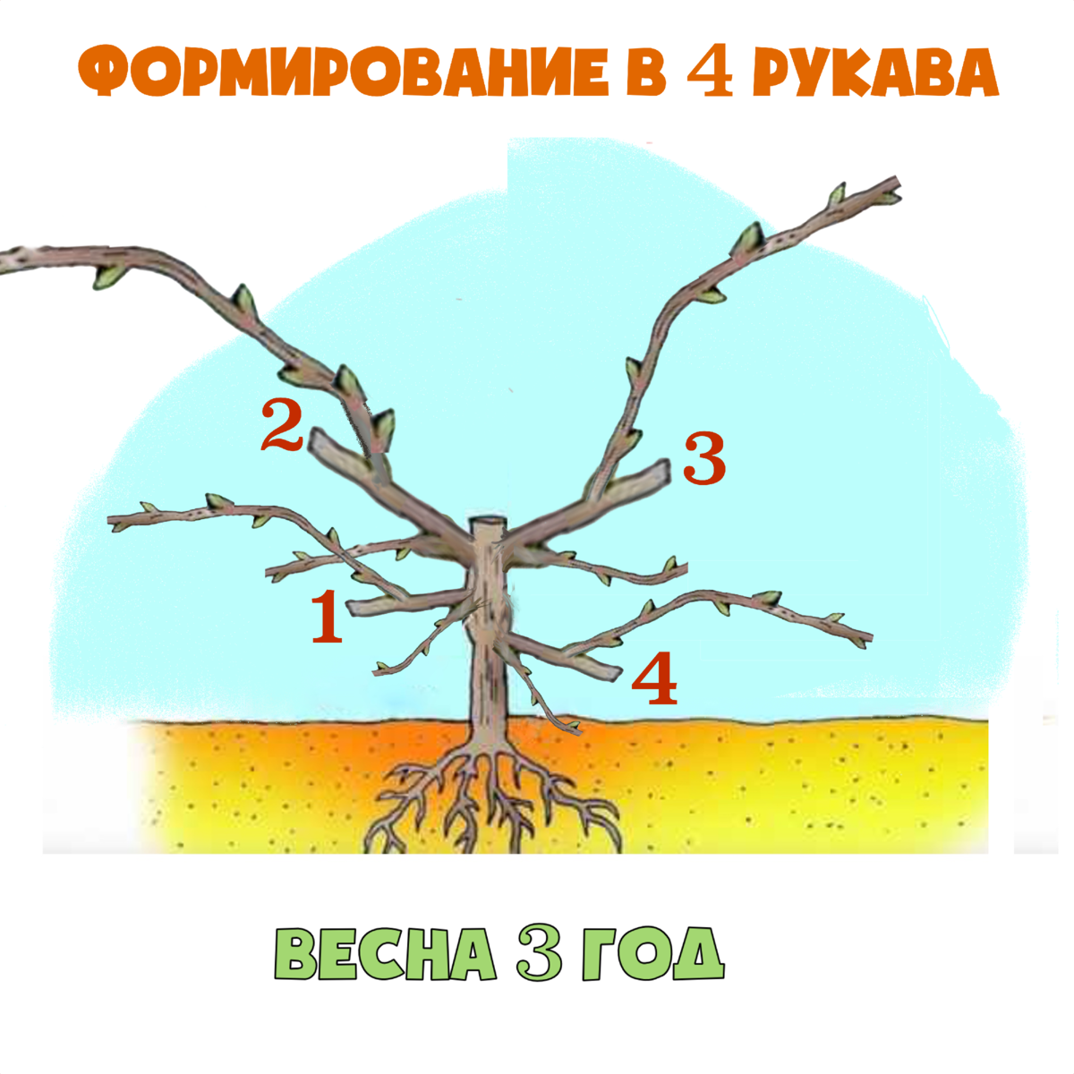 Формирование винограда в 2 рукава схема