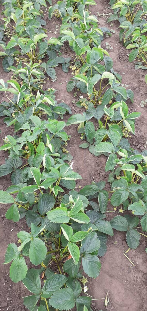 Фото, сделанное по весне (фото автора)