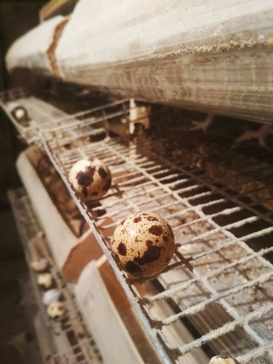 Перепелиные яйца 