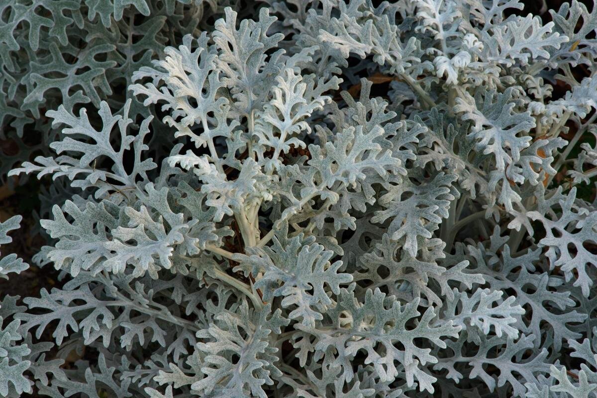 Цинария. Сенецио цинерария. Цинерария крестовник. Цинерария Приморская (Senecio cineraria). Цинерария(крестовник) серебряная.