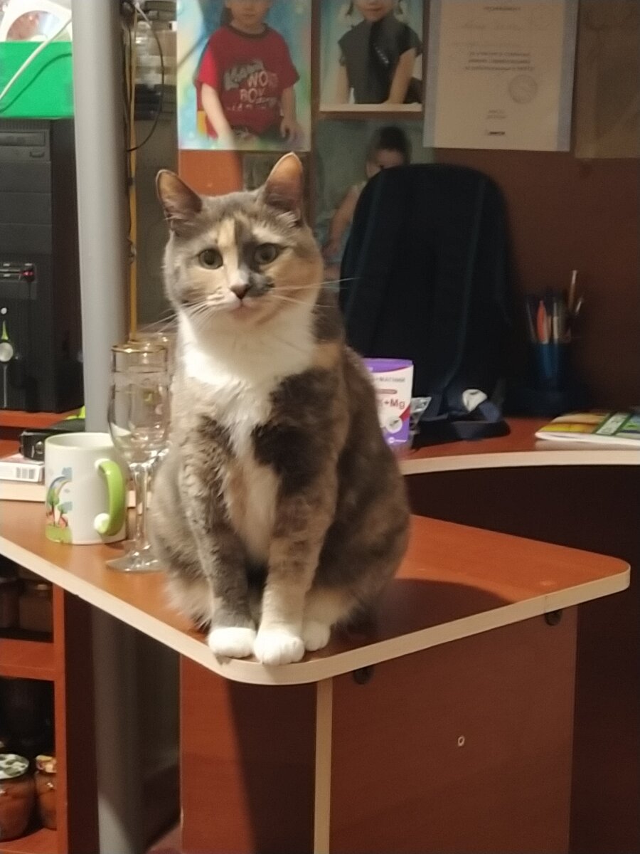 Мася за последнее время поднабрала килограммов...