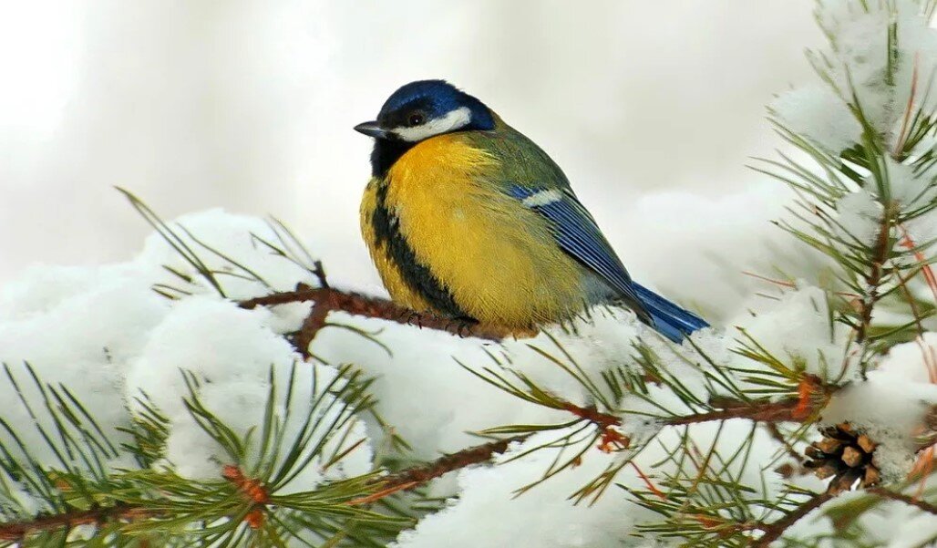 Яйца синички. Синица фото. Синица зимой. Синичка спина. Куда делись синицы.