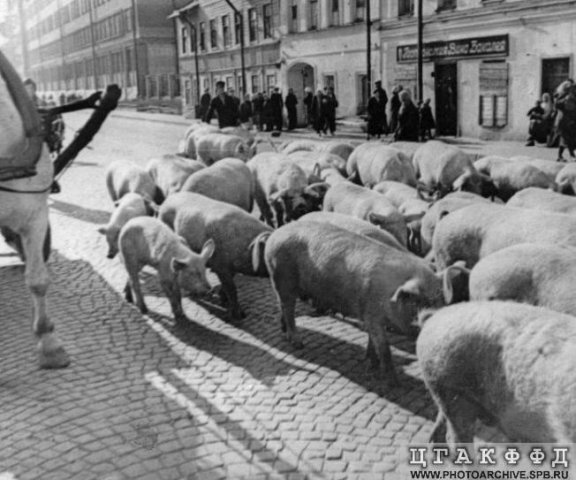 Перегон скота по Новосивковской улице в сентябре 1941 г.