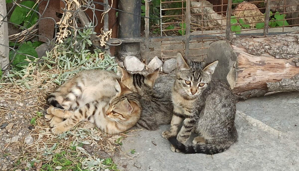 А сколько таких красавцев «бомжуют» в Крыму...