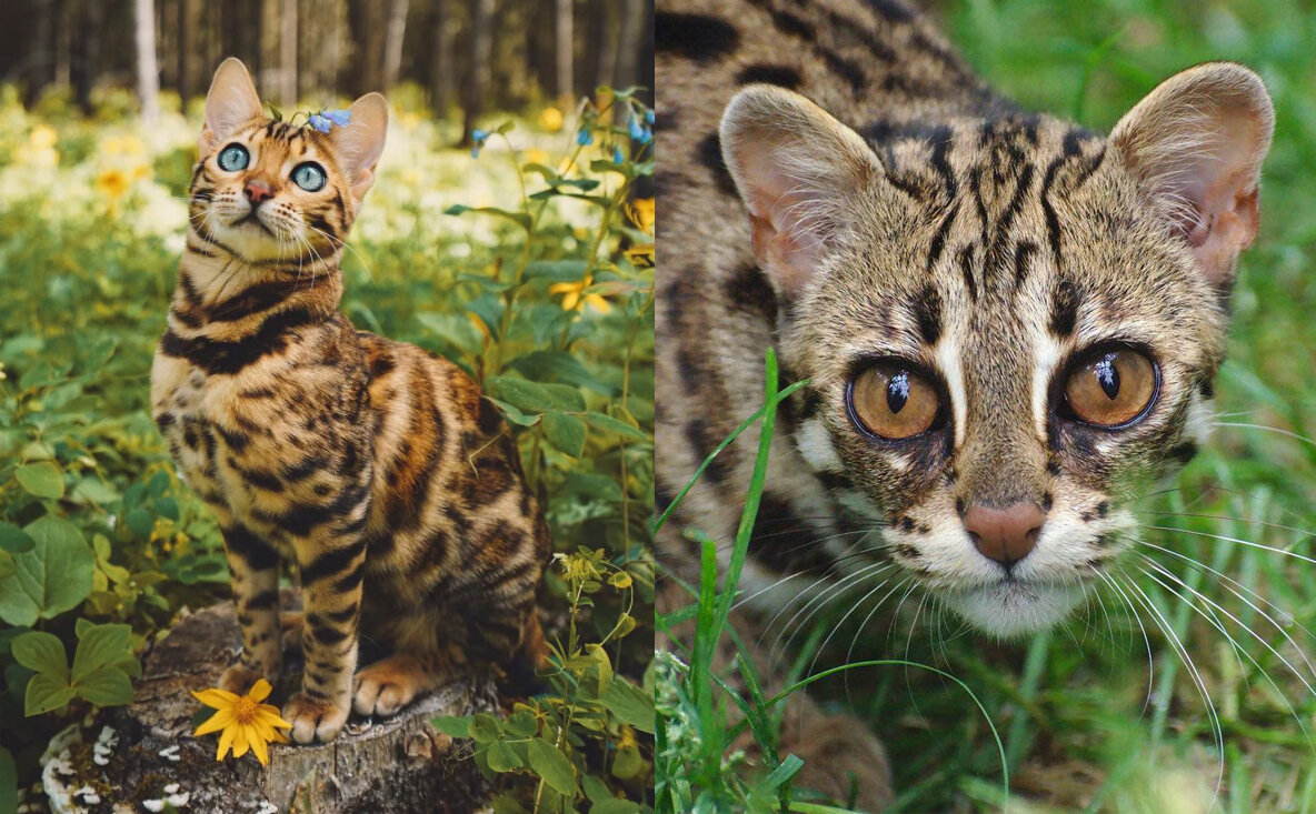 Кошка вывела котят. Бенгальская кошка. Кошки бенгальской породы. Бенгальская кошка Дикая. Джейн Милл Бенгальская кошка.