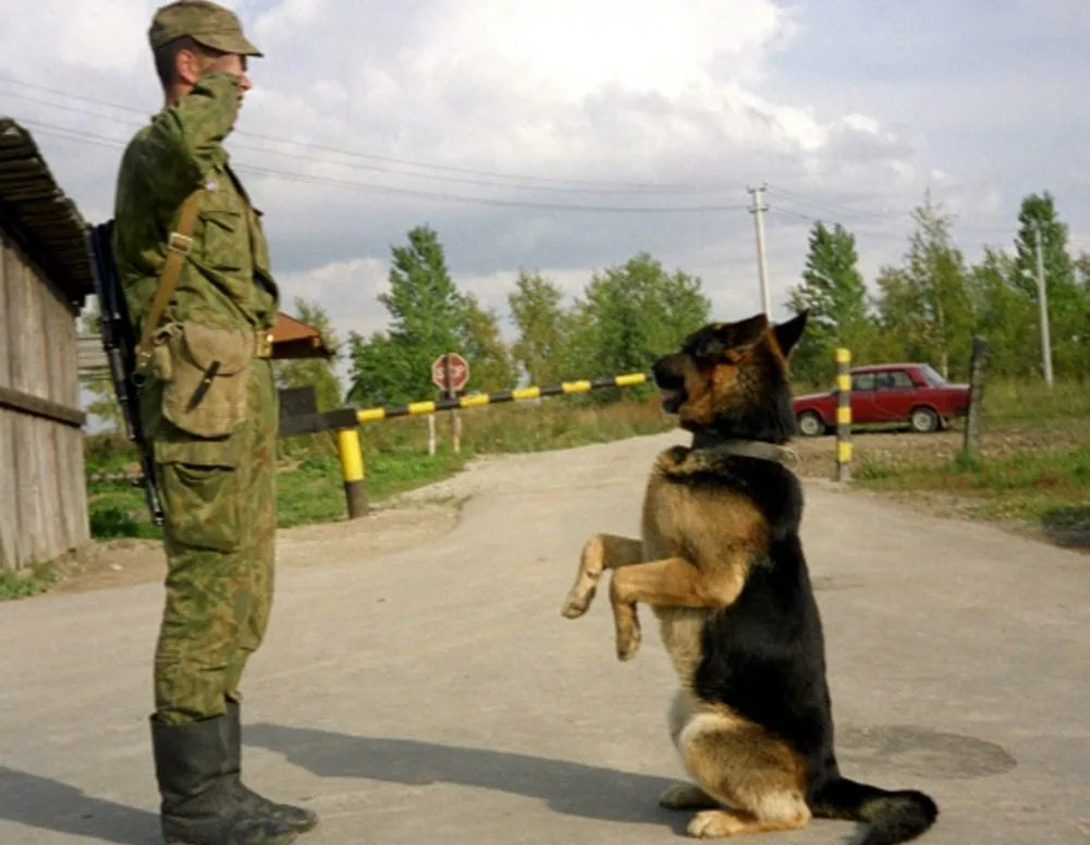 не забывает о своем долге охранника и никогда не теряет бдительности