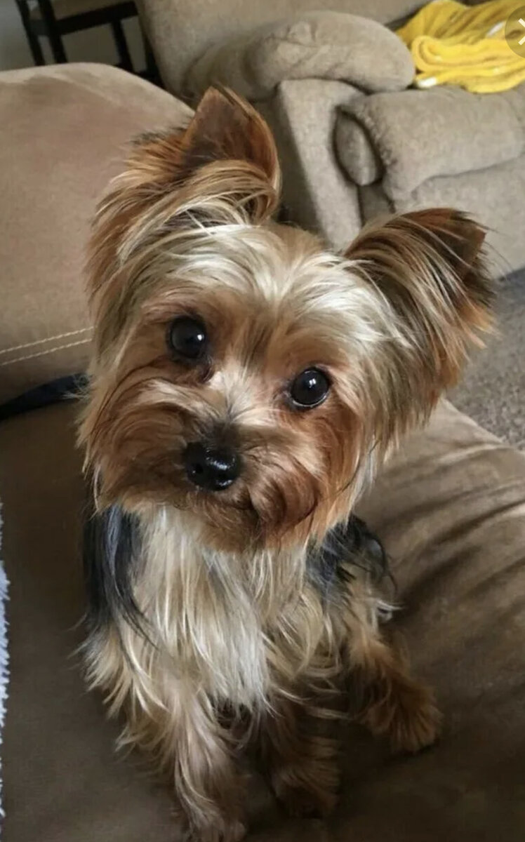 Гипоалергенные породы: Йоркширский терьер