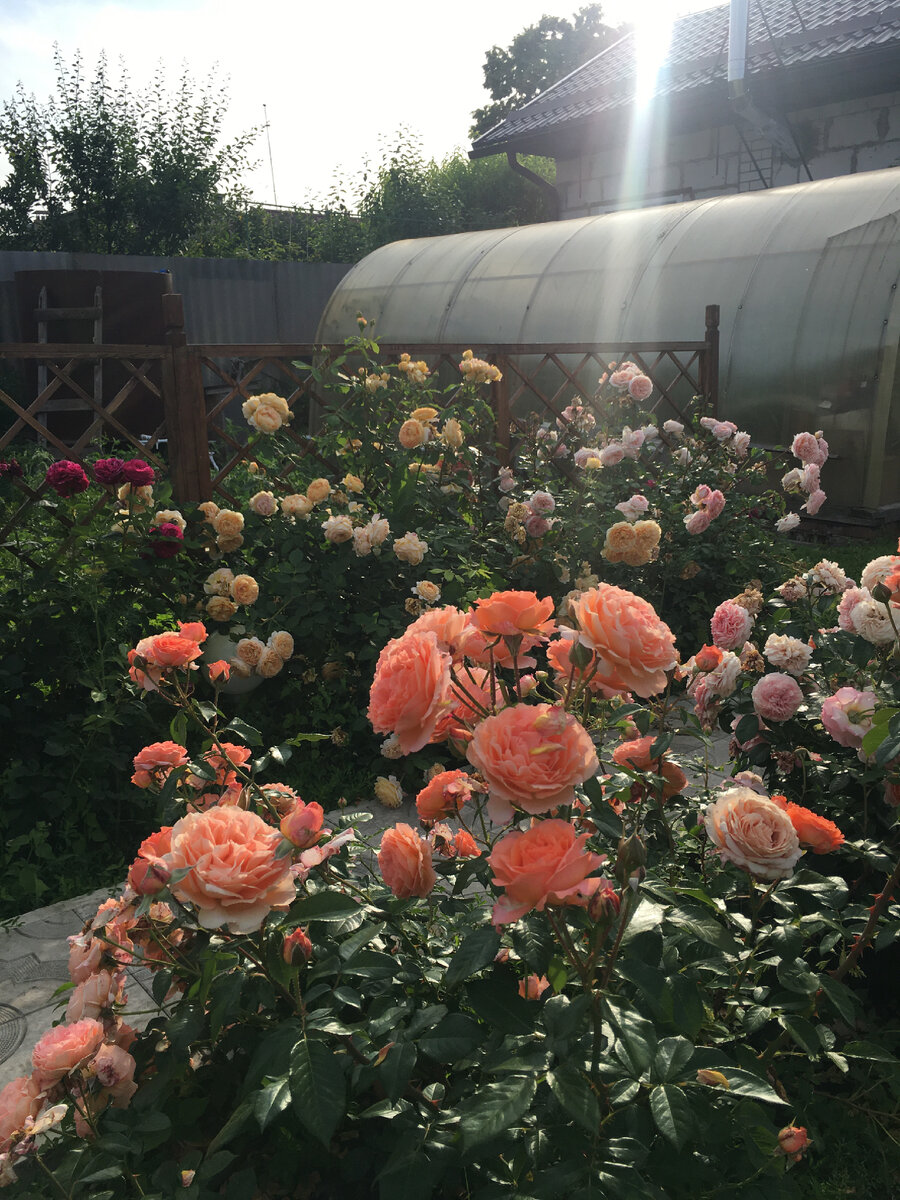 Этому кусту три года