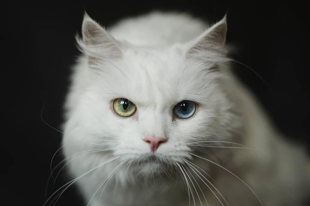 Ирбис, фото из личного архива