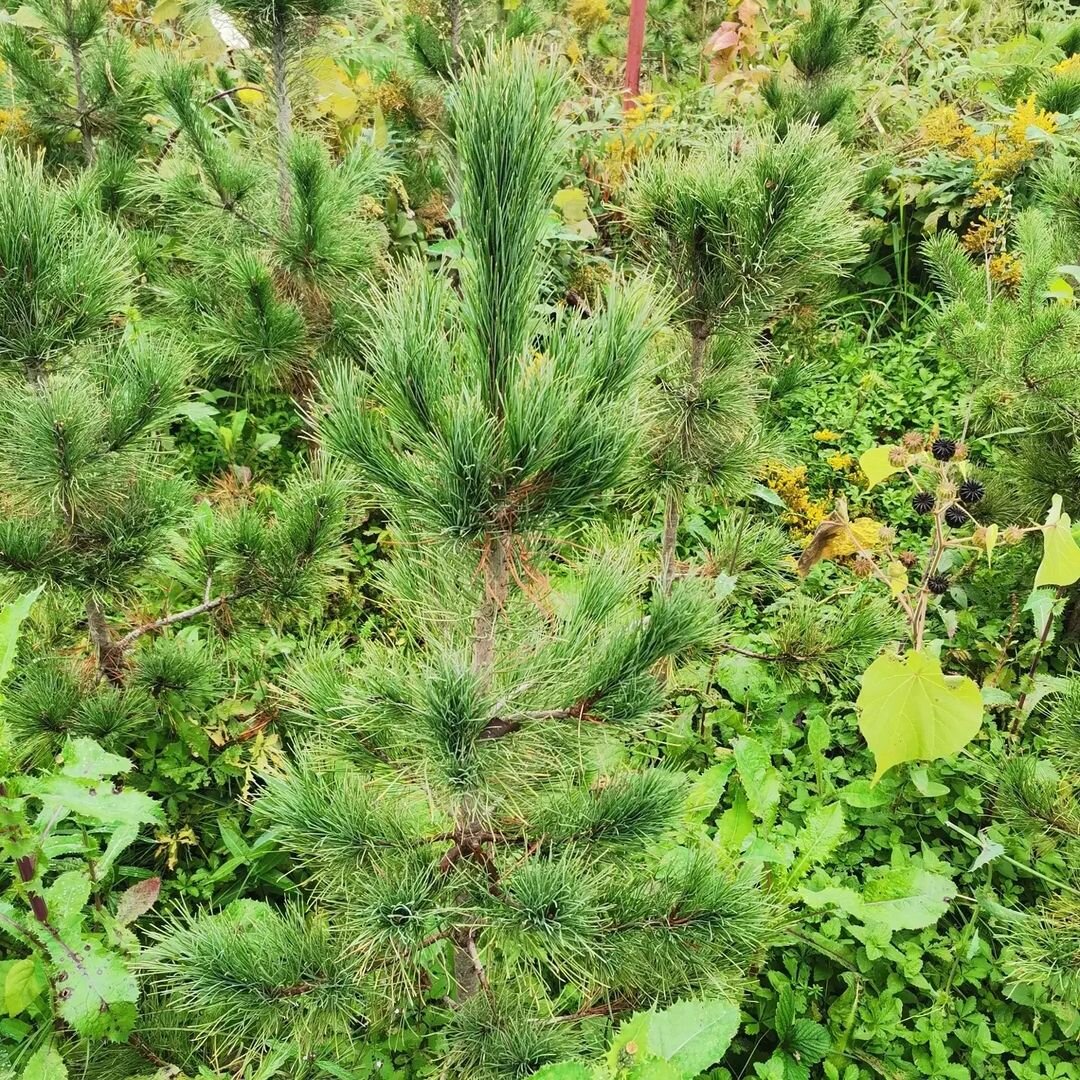 Фото из Нашего Питомника!