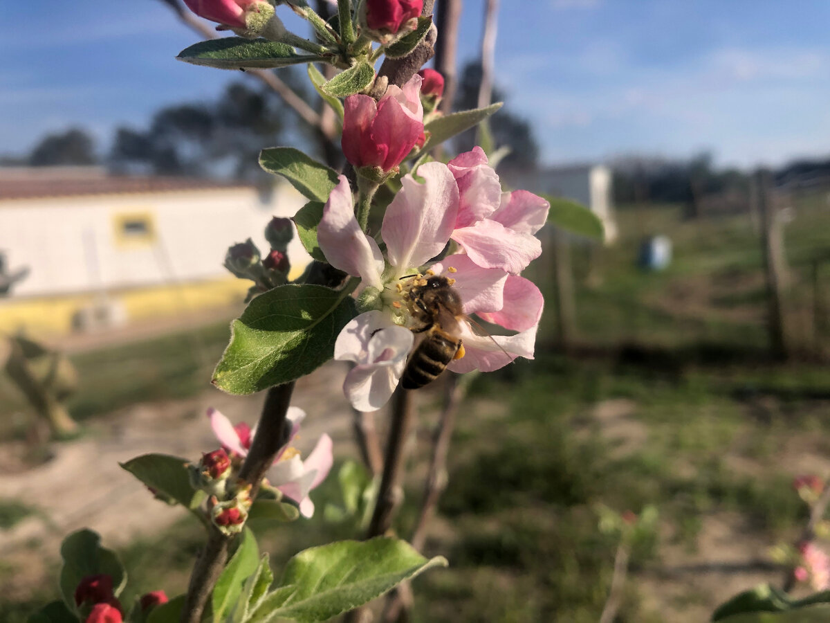 Яблонька расцвела