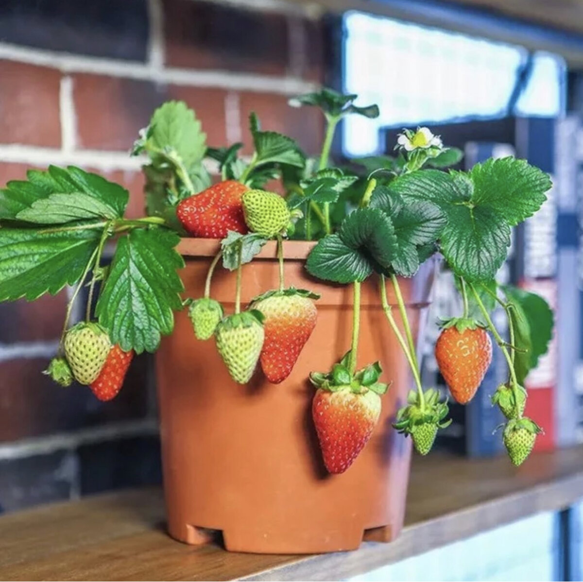 Клубника в горшке