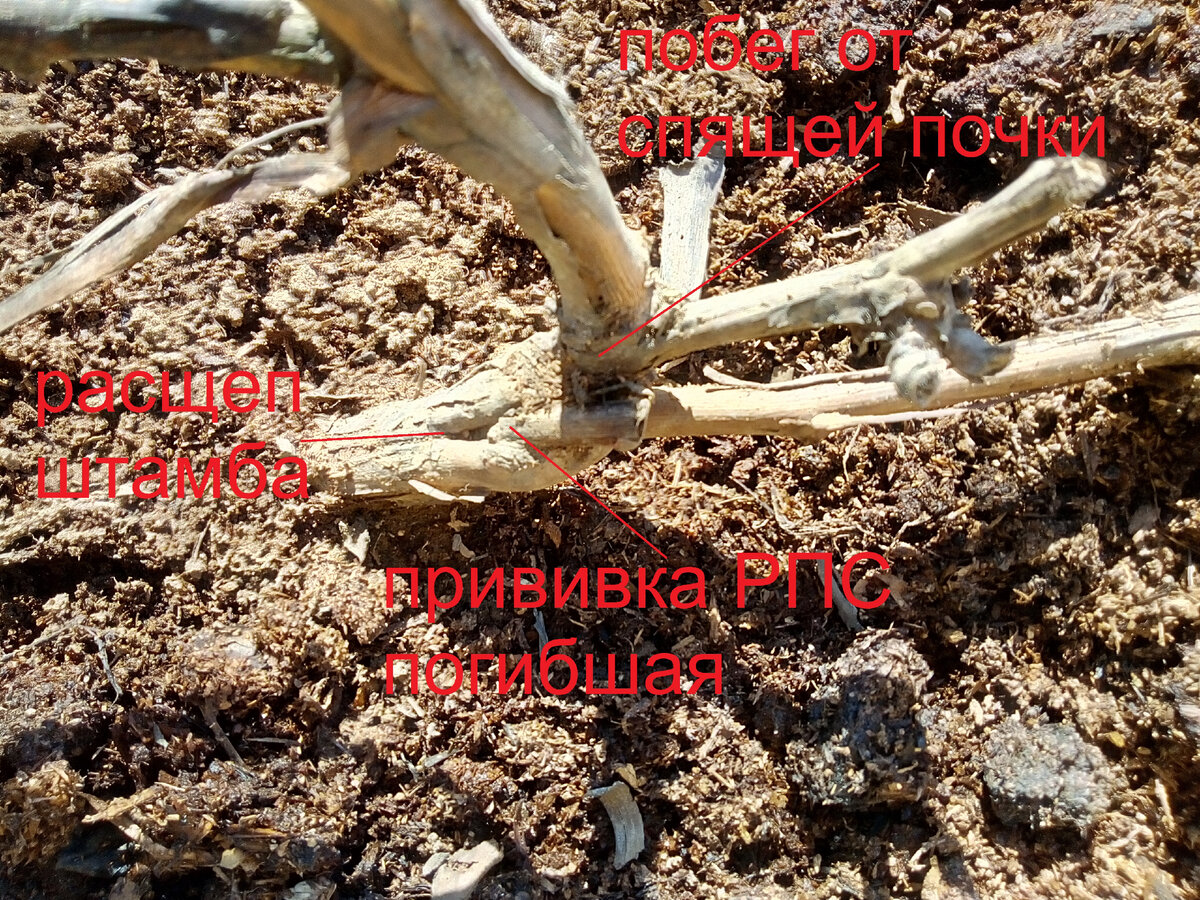 На фото хорошо видно, что побег из спящей почки пошел от штамба Цитронного Магарача