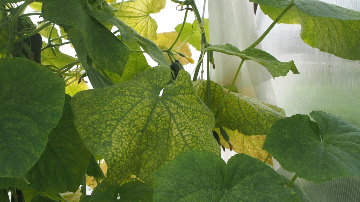 Листья начали желтеть