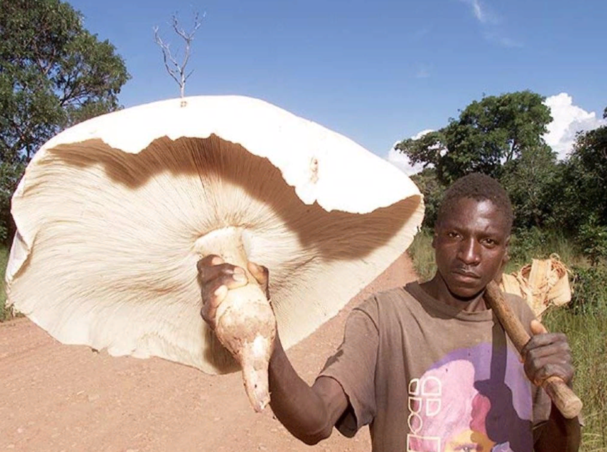Африканец с грибом термитомицесом титаническим. Такого гриба хватит на суп для всей семьи, а найти их довольно легко 