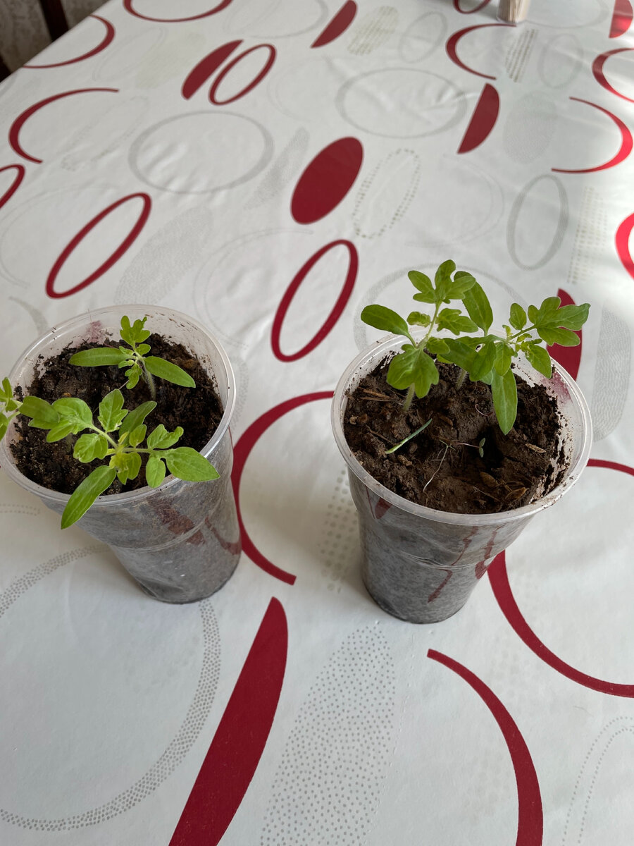 Томаты Лилипут. 