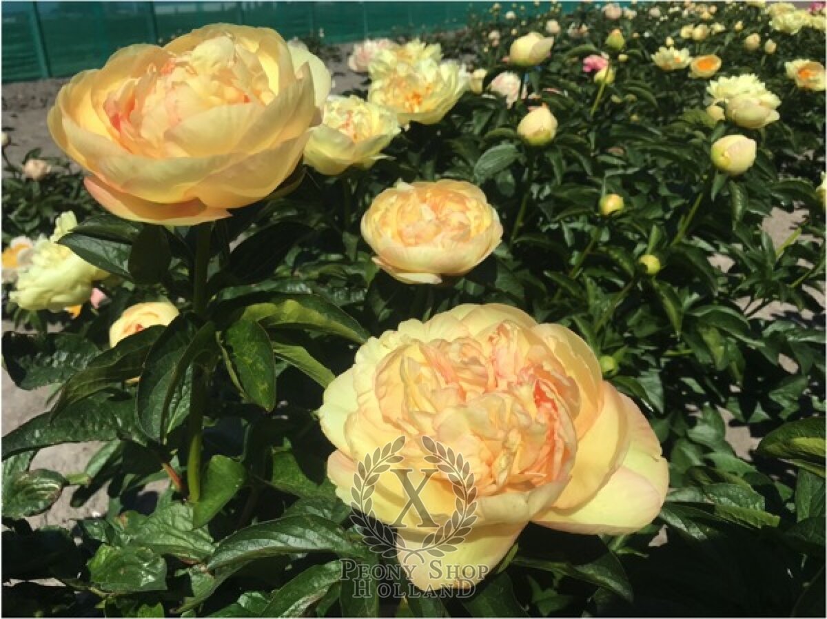 Solidus ( Scholten , 2022 год )