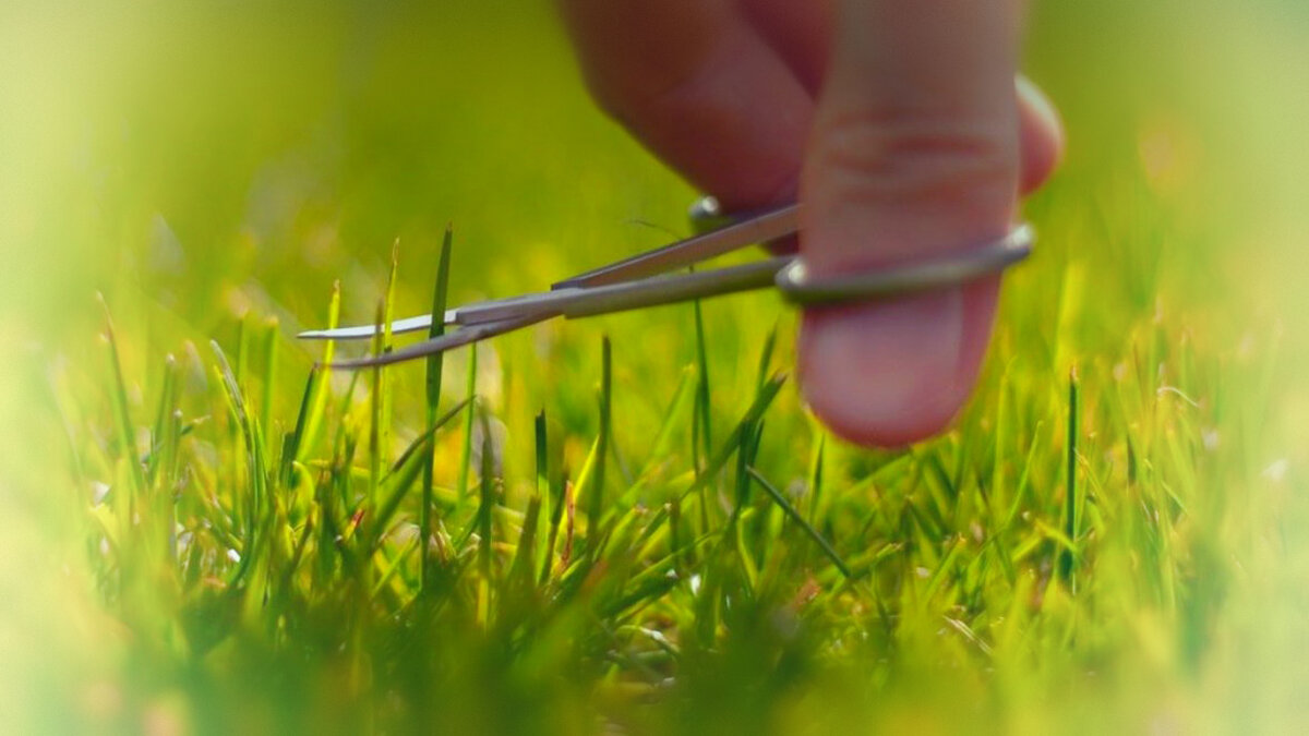 Иллюстрация для статьи используется по стандартной лицензии 