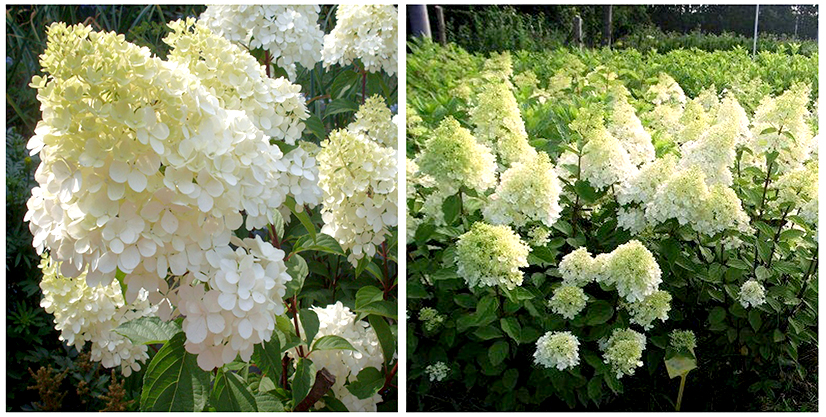  Гортензия метельчатая Magical Moonlight 