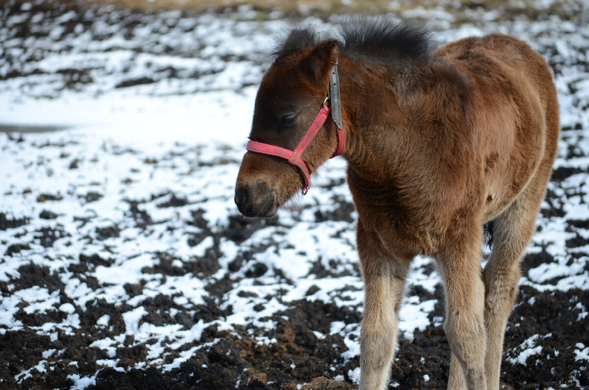 Степан ещё с ушками