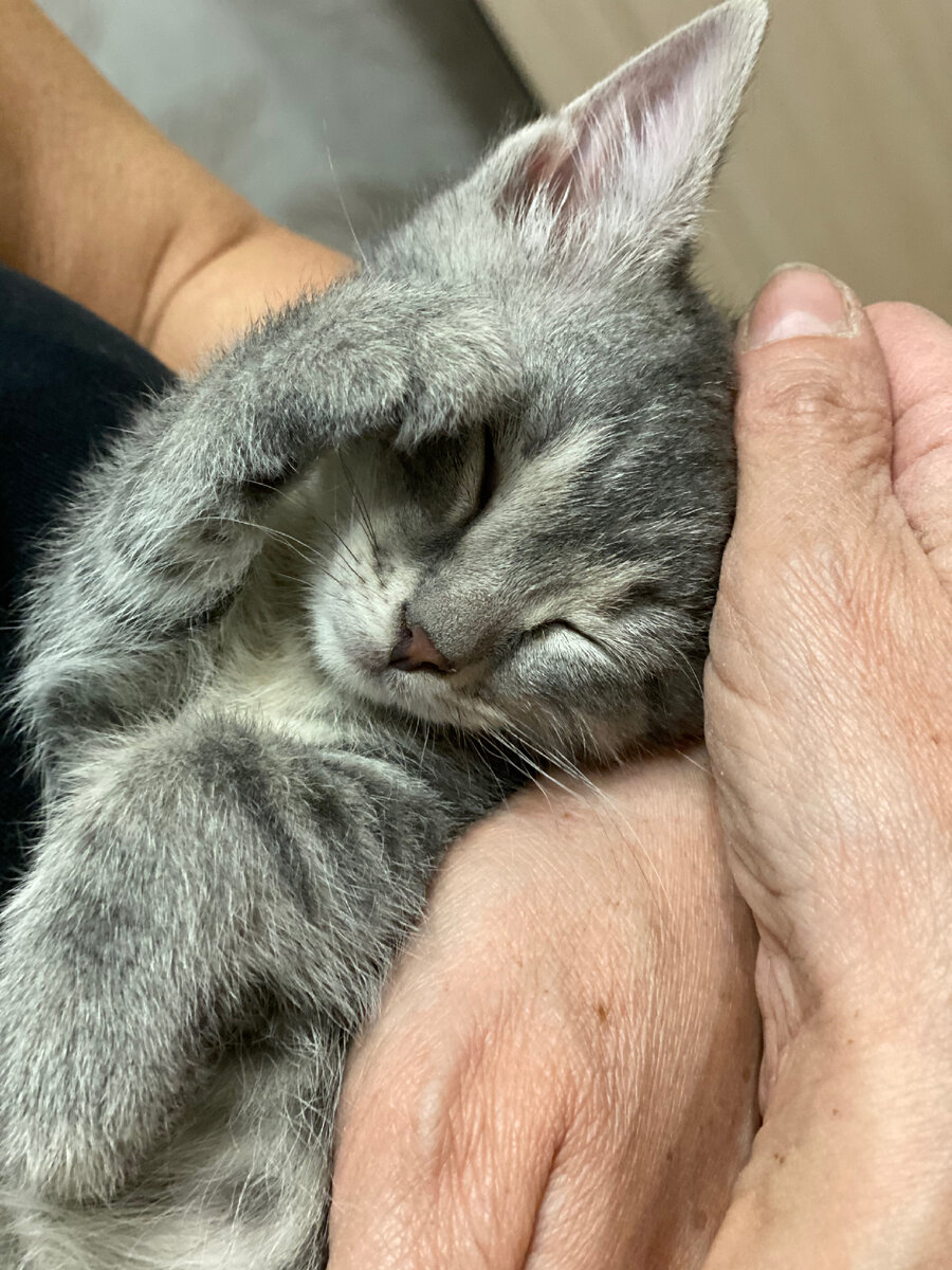 Как пристроить котёнка? Как найти добрые и ответственные руки и быть ...