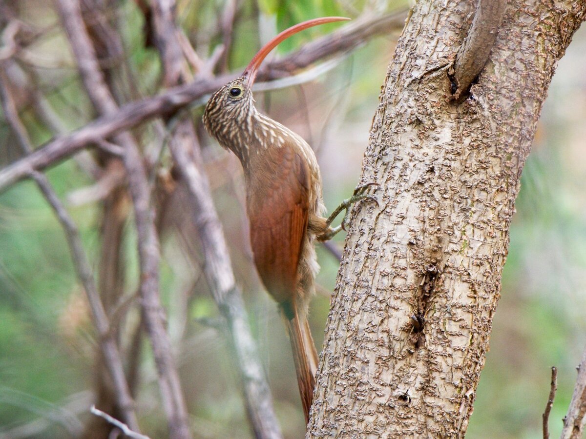 Пищуховый древолаз. (Центральная и Южная Америка)