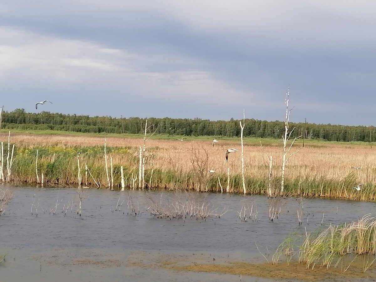 Заболоченное озерко, облюбованное чайками. 