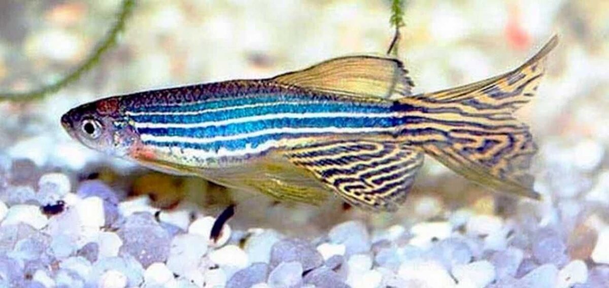 Данио-рерио разноцветная вуалевая.